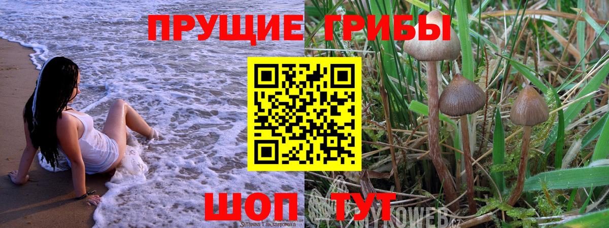 где купить наркоту  Псилоцибиновые грибы прущие грибы  Вход с VPN  Минусинск  Галлюциногенные грибы ЛСД 